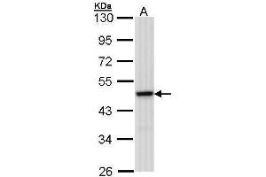 WB Image Sample (30 ug of whole cell lysate) A: 293T 10% SDS PAGE antibody diluted at 1:1000 (MEK1 anticorps)