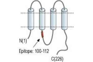 anti-Gap Junction Protein, beta 2, 26kDa (GJB2) (AA 100-112), (Cytoplasmic Loop), (Intracellular) antibody