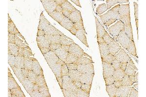 C13orf18 Antibody at 1/100 staining rat muscle tissue by IHC-P. (C13orf18 anticorps  (N-Term))