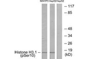 Western blot analysis of extracts from NIH/3T3 cells and HepG2 cells, using Histone H3. (Histone H3.1 anticorps  (pSer10))