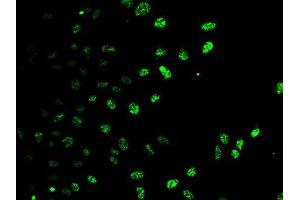 Immunofluorescence analysis of U2OS cells using E2F6 antibody. (E2F6 anticorps)