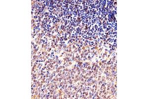 Immunohistochemical analysis of paraffin-embedded M.