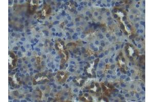 IHC-P analysis of Mouse Kidney Tissue, with DAB staining. (IGFBP3 anticorps  (AA 151-291))
