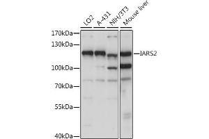 Western blot analysis of extracts of various cell lines, using I antibody (ABIN7268030) at 1:1000 dilution. (IARS2 anticorps  (AA 663-1012))