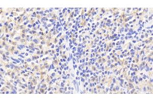 Detection of HO1 in Porcine Spleen Tissue using Polyclonal Antibody to Heme Oxygenase 1 (HO1)
