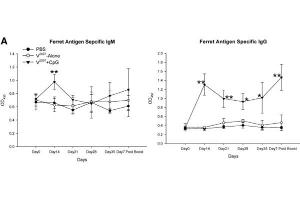 ELISA results using Goat Anti-Ferret IgG Antibody Peroxidase Conjugated.