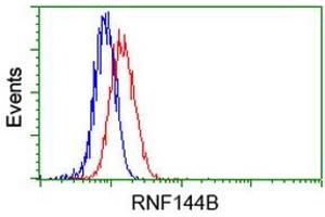 Image no. 2 for anti-Ring Finger Protein 144B (RNF144B) (AA 1-256) antibody (ABIN1490646)