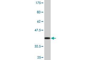 Western Blot detection against Immunogen (36.