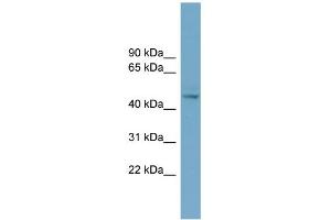 WB Suggested Anti-EFEMP2 Antibody Titration: 0. (FBLN4 anticorps  (Middle Region))