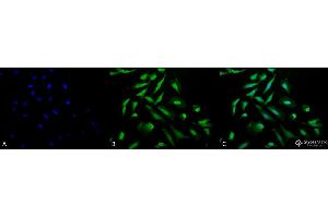 anti-Cell Division Cycle 37 Homolog (S. Cerevisiae) (CDC37) antibody (FITC)