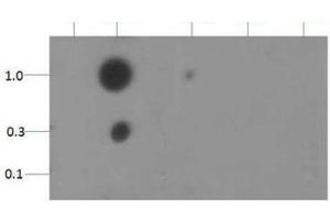 Dot Blot of Rabbit Histone H3 [Dimethyl Lys18] Antibody.