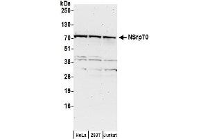 Western Blotting (WB) image for anti-Nuclear Speckle Splicing Regulatory Protein 1 (NSRP1) (AA 508-558) antibody (ABIN7453149)
