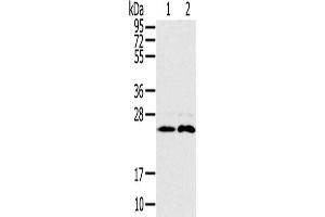 Gel: 10 % SDS-PAGE, Lysate: 40 μg, Lane 1-2: Mouse brain tissue, Raji cells, Primary antibody: ABIN7192090(RAB14 Antibody) at dilution 1/200, Secondary antibody: Goat anti rabbit IgG at 1/8000 dilution, Exposure time: 30 seconds (RAB14 anticorps)