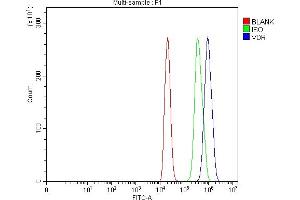 Flow Cytometry analysis of C6 cells using anti-Vitamin D Receptor/VDR antibody (ABIN7602940).