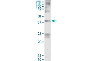 FAIM3 MaxPab rabbit polyclonal antibody.
