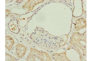 Immunohistochemistry of paraffin-embedded human kidney tissue using ABIN7143985 at dilution of 1:100 (Monoamine Oxidase A anticorps  (AA 1-300))