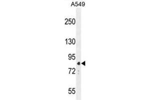 ANAPC5 Antibody (Center) western blot analysis in A549 cell line lysates (35 µg/lane). (ANAPC5 anticorps  (Middle Region))
