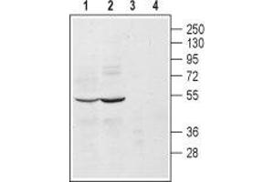 Western blot analysis of mouse (lanes 1 and 3) and rat (lanes 2 and 4) brain lysates: - 1, 2. (ADRA2A anticorps  (Extracellular, N-Term))