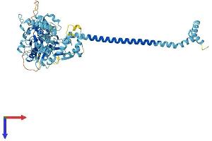 AlphaFold protein structure predicition of Mouse Recombinant Ak7 Protein, UniprotID Q9D2H2