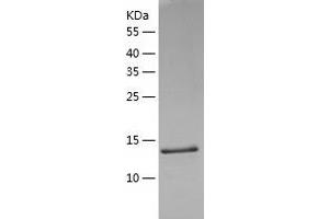 Western Blotting (WB) image for TAF10 RNA Polymerase II, TATA Box Binding Protein (TBP)-Associated Factor, 30kDa (TAF10) (AA 84-218) protein (His tag) (ABIN7125312)