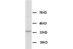 Anti-Morg1 antibody, Western blotting WB: Rat Brain Tissue Lysate