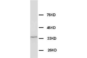 Anti-Morg1 antibody, Western blotting WB: Rat Brain Tissue Lysate (MORG1 anticorps  (N-Term))