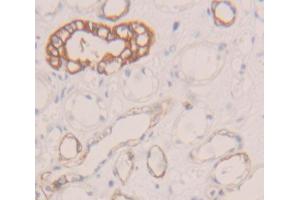 IHC-P analysis of Human Tissue, with DAB staining. (CD58 anticorps  (AA 1-214))
