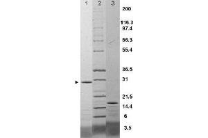 IL-17F Rat Recombinant Protein - SDS-PAGE. (IL17F Protéine)