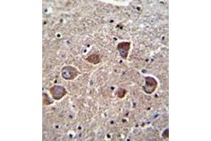 Formalin fixed and paraffin embedded human brain tissue reacted with PPAPDC1A Antibody (N-term) followed by peroxidase conjugation of the secondary antibody and DAB staining. (PPAPDC1A anticorps  (N-Term))