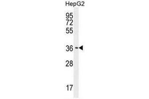 CAF-1 Antibody (N-term) western blot analysis in HepG2 cell line lysates (35µg/lane). (CNOT7 anticorps  (N-Term))