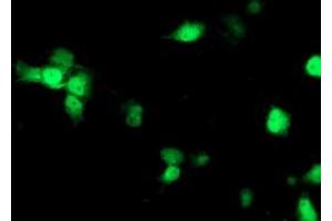 Anti-NDEL1 mouse monoclonal antibody (ABIN2454898) immunofluorescent staining of COS7 cells transiently transfected by pCMV6-ENTRY NDEL1 (RC212323). (NDEL1 anticorps)