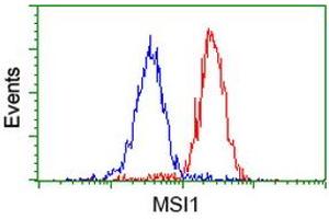 Image no. 2 for anti-Musashi Homolog 1 (Drosophila) (MSI1) antibody (ABIN1499571) (MSI1 anticorps)