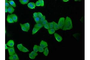 Immunofluorescence staining of Hela cells with ABIN7157400 at 1:100, counter-stained with DAPI.