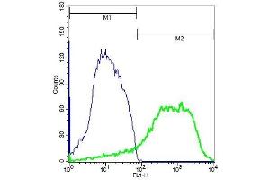 Mouse spleen cells probed with Rabbit Anti-IKKi(Ser172) Polyclonal Antibody  at 1:100 for 30 minutes,