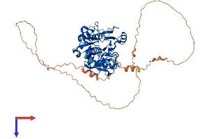 AlphaFold protein structure predicition of Human Recombinant DCLRE1B Protein, UniprotID Q9H816