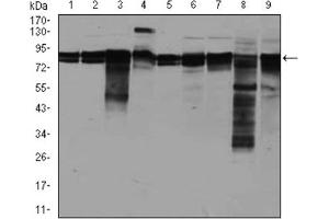 Western blot analysis using EIF4B antibody against A549 (1), A431 (2), HepG2 (3), HEK293 (4), HeLa (5), Jurkat (6), K562 (7), NIH3T3 (8), and MCF-7 (9) cell lysate. (EIF4B anticorps)