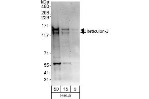 Western Blotting (WB) image for anti-Reticulon 3 (RTN3) (AA 750-800) antibody (ABIN7454878)