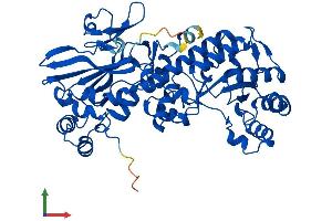 AlphaFold protein structure predicition of Mouse Recombinant Nampt Protein, UniprotID Q99KQ4