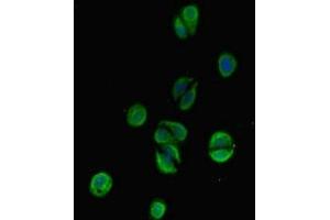 Immunofluorescent analysis of HepG2 cells using ABIN7171802 at dilution of 1:100 and Alexa Fluor 488-congugated AffiniPure Goat Anti-Rabbit IgG(H+L) (TSBP1 (AA 239-476) anticorps)