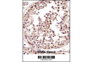 TSPY Antibody immunohistochemistry analysis in formalin fixed and paraffin embedded human testis tissue followed by peroxidase conjugation of the secondary antibody and DAB staining. (TSPY1 anticorps  (C-Term))
