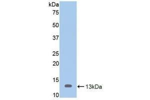 Detection of Recombinant MUC2, Mouse using Polyclonal Antibody to Mucin 2 (MUC2)