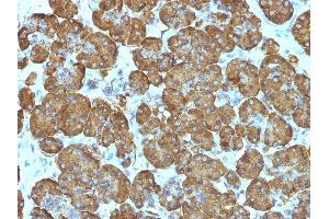 Formalin-fixed, paraffin-embedded human Pancreas stained with Cytochrome C Monoclonal Antibody (SPM389). (Cytochrome C anticorps  (AA 1-80))