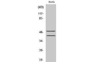 Western Blotting (WB) image for anti-Transcription Factor 7 (T-Cell Specific, HMG-Box) (TCF7) (N-Term) antibody (ABIN3177649) (TCF7 anticorps  (N-Term))