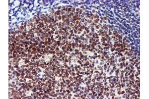 Image no. 12 for anti-Ubiquitin Specific Peptidase 7 (Herpes Virus-Associated) (USP7) antibody (ABIN1498592) (USP7 anticorps)