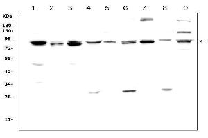 Western blot analysis of MAD1 using anti-MAD1 antibody (ABIN3043387). (MAD1L1 anticorps  (AA 362-632))