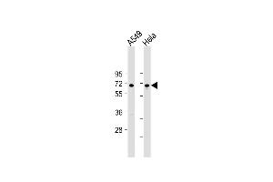 All lanes : Anti-FOXN1 Antibody (Center) at 1:2000 dilution Lane 1: A549 whole cell lysate Lane 2: Hela whole cell lysate Lysates/proteins at 20 μg per lane. (FOXN1 anticorps  (AA 350-378))