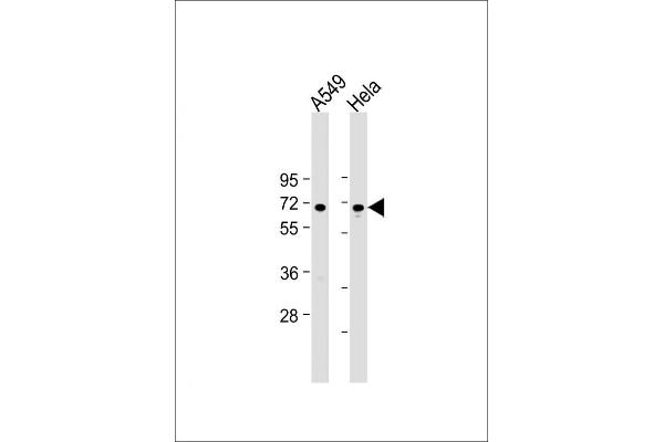 FOXN1 anticorps  (AA 350-378)