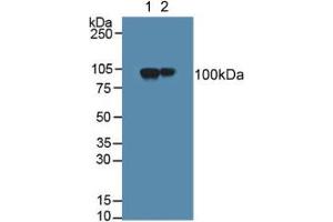 Figure. (MAG anticorps  (AA 133-237))