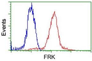 Image no. 1 for anti-Fyn-Related Kinase (FRK) antibody (ABIN1498313) (FRK anticorps)