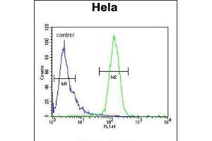 Flow cytometric analysis of Hela cells (right histogram) compared to a negative control cell (left histogram). (CLEC2B anticorps  (AA 59-86))